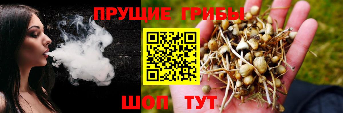 Новосибирск  Псилоцибиновые грибы прущие грибы  Вход с VPN  Псилоцибиновые грибы Psilocybe 